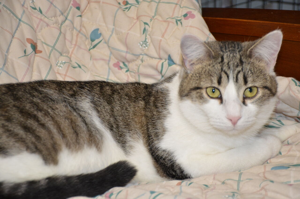 Operation Paws for Homes - Peppa.jpg